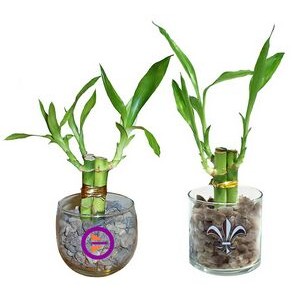 3 Shoots of 4" Lucky Bamboo in 2.5" Oval or Round Glass Vases
