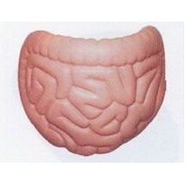 Medical Series Intestine Stress Reliever Toys