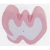 Medical Series Thyroid Gland Stress Reliever Toys