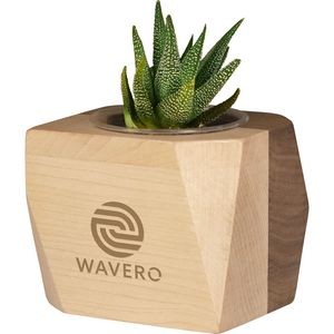 Geometric Wooden Planter with Succulent