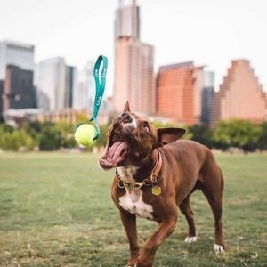 Dog Toy Tennis Ball Sling