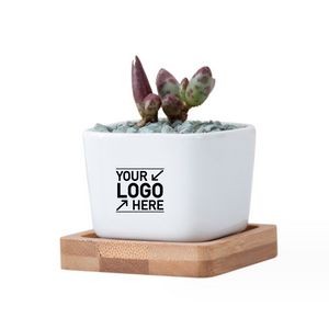 Square Ceramic Planter Pots With Bamboo Tray