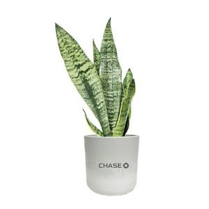 Snake Plant in Large Mason Line (Gray)