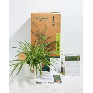 Small Spider Plant Kit