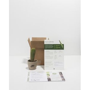 Petite Assorted Succulent Plant Kit