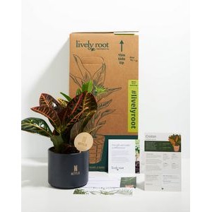 Medium Croton Petra Plant Kit