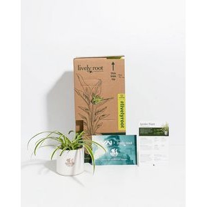 Medium Spider Plant Kit