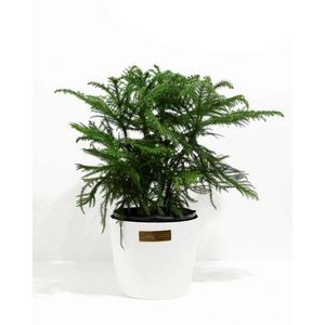 Extra Large Norfolk Island Pine Plant Kit
