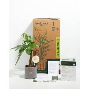 Small Money Tree Plant Kit