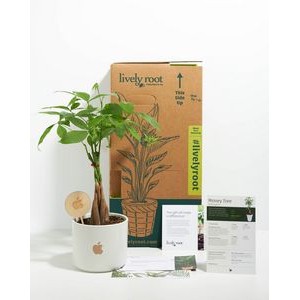 Medium Money Tree Plant Kit