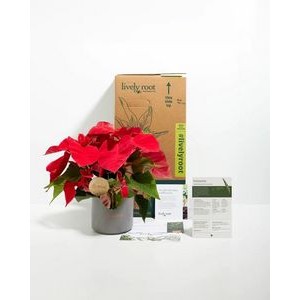 Medium Poinsettia Plant Kit