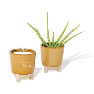 Modern Sprout® Glow & Grow Live Well Gift Set - Amber: Desert Oasis w- Aloe Seeds
