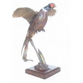 On the Wing Pheasant Sculpture (21 1/2")