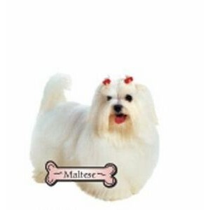 Maltese Dog Promotional Magnet w/ Strip Magnet (4 Square Inch)