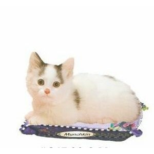 Munchkin Cat Executive Magnet w/ Full Magnetic Back (2 Square Inch)