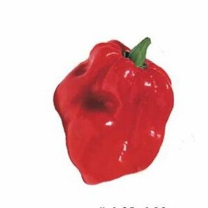 Red Habanero Pepper Executive Magnet w/ Full Magnetic Back (2 Square Inch)
