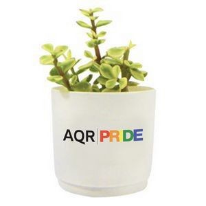 Assorted Succulents in White Pot