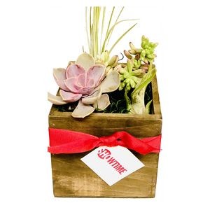 Assorted Succulents and Air Plants in Natural Wood Square Planter