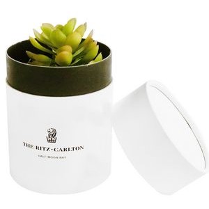 Assorted Succulents in White Round Box