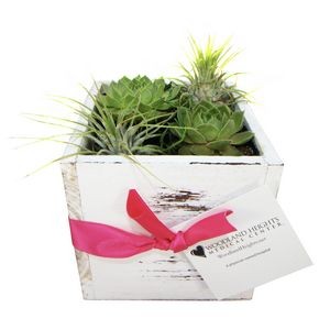 Assorted Succulents and Air Plants in Whitewashed Square Wood Planter