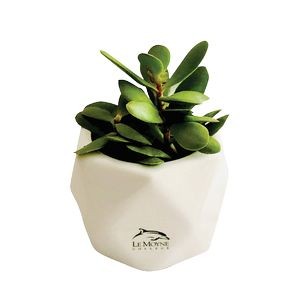 Assorted Succulents in White Ceramic Pot
