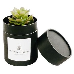 Assorted Succulents in Black Round Box