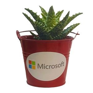 Succulent in Red Tin Pot