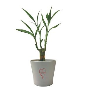 3 Shoots of 6" Lucky Bamboo in 4" Round Ceramic Vases