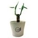 2 Shoots Of 6" Lucky Bamboo In 4" Round Ceramic Speckled Vases