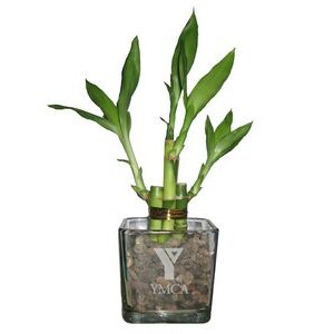4 Shoots of 4" & 6" Lucky Bamboo in 3" Glass Vase
