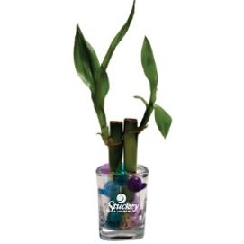 2 Shoots of Lucky Bamboo in a Shot Glass with Beads