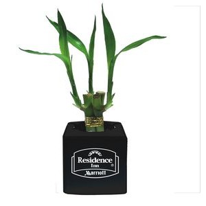 Three 4" Lucky Bamboo in 2.5" Square Black Ceramic Cube Vase