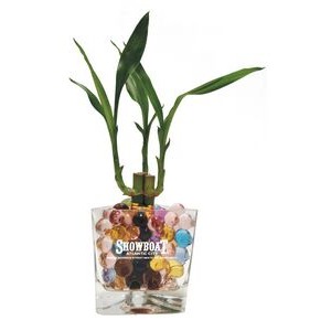 3 Shoots of Lucky Bamboo in Triangular Glass Vase with Stones & Beads