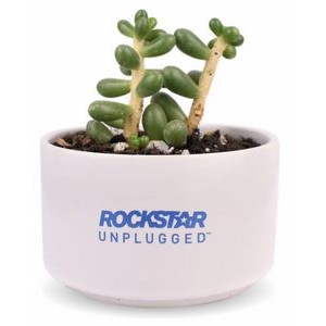 Succulent Plant with Premium Round Ceramic Pot