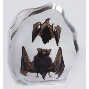 Lucite Paperweights with Real Bat, 7 x 6.6 x 1.4"