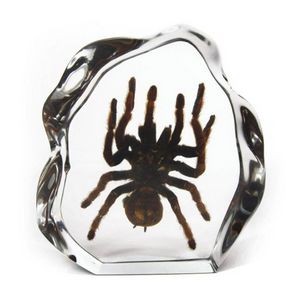 Lucite Paperweights with Real Tarantula, 7 x 6.6 x 1.4"