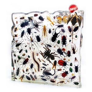 Lucite Display with 100 Real Bugs, 17.72 x 17.72 x 2.36"