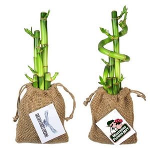 5 Lucky Bamboo Stalks With Spiral in Burlap Bag